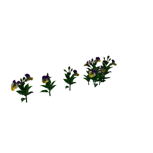 Flower Pansies1